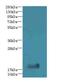 Tubulin Polymerization Promoting Protein Family Member 2 antibody, LS-C394894, Lifespan Biosciences, Western Blot image 