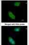 EH Domain Binding Protein 1 antibody, PA5-22088, Invitrogen Antibodies, Immunofluorescence image 