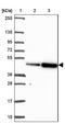 Eukaryotic Translation Elongation Factor 1 Alpha 2 antibody, NBP2-33983, Novus Biologicals, Western Blot image 