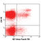 Interferon Gamma antibody, 506515, BioLegend, Immunocytochemistry image 