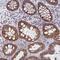 Collagen Triple Helix Repeat Containing 1 antibody, PA5-63777, Invitrogen Antibodies, Immunohistochemistry frozen image 