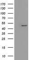 Isovaleryl-CoA dehydrogenase, mitochondrial antibody, TA501742S, Origene, Western Blot image 