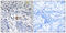 Zinc Finger And BTB Domain Containing 40 antibody, GTX87131, GeneTex, Immunohistochemistry paraffin image 