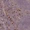 Macrophage Expressed 1 antibody, NBP2-14246, Novus Biologicals, Immunohistochemistry frozen image 