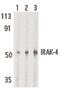 Interleukin 1 Receptor Associated Kinase 4 antibody, PA5-20018, Invitrogen Antibodies, Western Blot image 