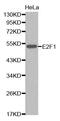 E2F-1 antibody, MBS126088, MyBioSource, Western Blot image 