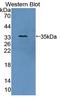 Antizyme Inhibitor 1 antibody, LS-C374408, Lifespan Biosciences, Western Blot image 