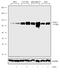 Lysyl Oxidase Like 2 antibody, 711729, Invitrogen Antibodies, Western Blot image 