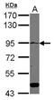 ATPase Secretory Pathway Ca2+ Transporting 1 antibody, GTX109770, GeneTex, Western Blot image 