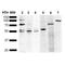 Bip antibody, NBP2-61927, Novus Biologicals, Western Blot image 