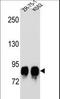 Protein O-Mannosyltransferase 1 antibody, LS-C163861, Lifespan Biosciences, Western Blot image 