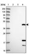 Carcinoembryonic Antigen Related Cell Adhesion Molecule 16 antibody, NBP1-91777, Novus Biologicals, Western Blot image 