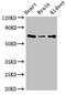 Solute Carrier Family 6 Member 13 antibody, CSB-PA889104LA01HU, Cusabio, Western Blot image 