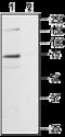 Purinergic Receptor P2X 7 antibody, GTX54794, GeneTex, Western Blot image 