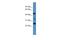 Oxidative Stress Induced Growth Inhibitor Family Member 2 antibody, A16913, Boster Biological Technology, Western Blot image 