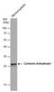 Carbonic Anhydrase 1 antibody, PA5-78375, Invitrogen Antibodies, Western Blot image 