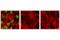 H3 Histone Family Member 3B antibody, 85023S, Cell Signaling Technology, Immunofluorescence image 