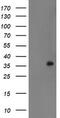 RING1 And YY1 Binding Protein antibody, M04316, Boster Biological Technology, Western Blot image 