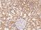 Mitochondrial Ribosomal Protein L52 antibody, 205656-T08, Sino Biological, Immunohistochemistry frozen image 