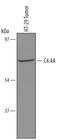 Ly6/PLAUR domain-containing protein 3 antibody, AF5428, R&D Systems, Western Blot image 