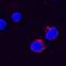 Interleukin 31 antibody, AF2824, R&D Systems, Immunofluorescence image 