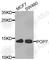 POP7 Homolog, Ribonuclease P/MRP Subunit antibody, A8183, ABclonal Technology, Western Blot image 