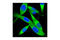 Pyruvate Kinase M1/2 antibody, 4053T, Cell Signaling Technology, Immunocytochemistry image 