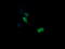 Mitogen-Activated Protein Kinase Kinase 3 antibody, LS-C787785, Lifespan Biosciences, Immunofluorescence image 