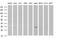 Ankyrin Repeat Domain 49 antibody, MA5-26333, Invitrogen Antibodies, Western Blot image 