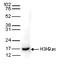 Histone H3 antibody, TA347179, Origene, Western Blot image 