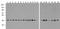 GAPDH antibody, A00227-Biotin, Boster Biological Technology, Western Blot image 