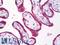 Transmembrane Protein With EGF Like And Two Follistatin Like Domains 2 antibody, LS-B7762, Lifespan Biosciences, Immunohistochemistry paraffin image 