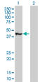 Transcription factor AP-4 antibody, LS-C133480, Lifespan Biosciences, Western Blot image 