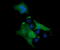 Mitogen-Activated Protein Kinase Kinase 1 antibody, LS-C338032, Lifespan Biosciences, Immunofluorescence image 