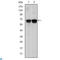 SLP-65 antibody, LS-C812514, Lifespan Biosciences, Western Blot image 