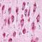 G Protein-Coupled Receptor 3 antibody, NLS121, Novus Biologicals, Immunohistochemistry frozen image 