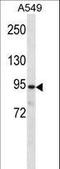 Plakophilin 3 antibody, LS-C163753, Lifespan Biosciences, Western Blot image 