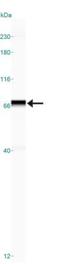 Sentrin-specific protease 1 antibody, NB100-56405, Novus Biologicals, Western Blot image 