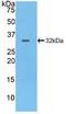 Protein Tyrosine Phosphatase Receptor Type J antibody, LS-C296130, Lifespan Biosciences, Western Blot image 