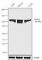 Ring Finger Protein 20 antibody, 701879, Invitrogen Antibodies, Western Blot image 