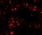 FAD Dependent Oxidoreductase Domain Containing 2 antibody, NBP2-81943, Novus Biologicals, Immunofluorescence image 