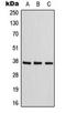 Adenosine A1 Receptor antibody, orb216001, Biorbyt, Western Blot image 