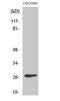 Olfactory receptor OR5D3 antibody, PA5-51029, Invitrogen Antibodies, Western Blot image 