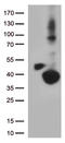 Dehydrogenase/Reductase 1 antibody, LS-C793003, Lifespan Biosciences, Western Blot image 