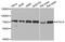 Autophagy Related 13 antibody, MBS127580, MyBioSource, Western Blot image 