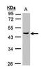 Pregnancy Specific Beta-1-Glycoprotein 6 antibody, PA5-28320, Invitrogen Antibodies, Western Blot image 