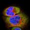 Proteasome 26S Subunit, Non-ATPase 8 antibody, PA5-52329, Invitrogen Antibodies, Immunofluorescence image 