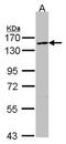 Valosin Containing Protein Interacting Protein 1 antibody, orb74273, Biorbyt, Western Blot image 