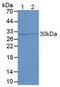 FKBP Prolyl Isomerase 5 antibody, LS-C300252, Lifespan Biosciences, Western Blot image 