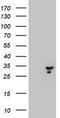 Mitochondrial Translational Initiation Factor 3 antibody, TA800421AM, Origene, Western Blot image 